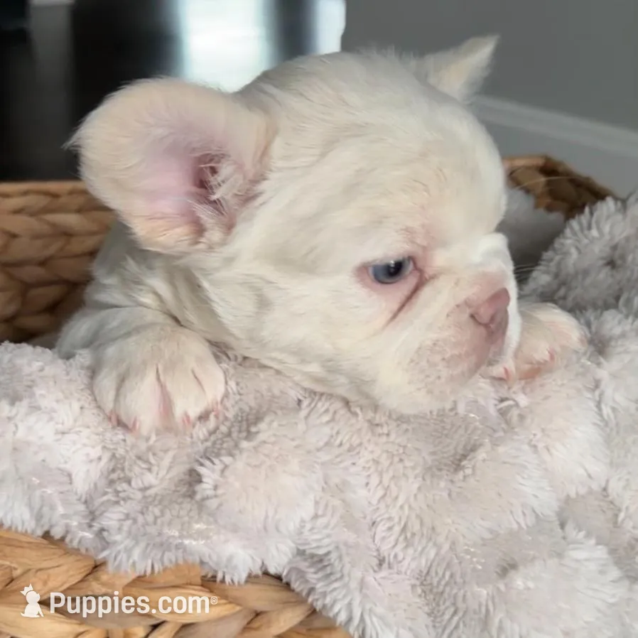 Everest, a male French Bulldog for sale in Kansas City, MO – Photo 6 of 10