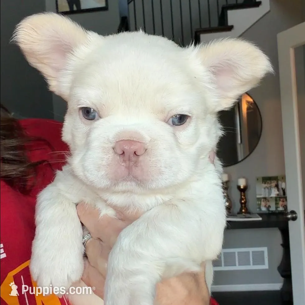 Everest, a male French Bulldog for sale in Kansas City, MO – Photo 9 of 10