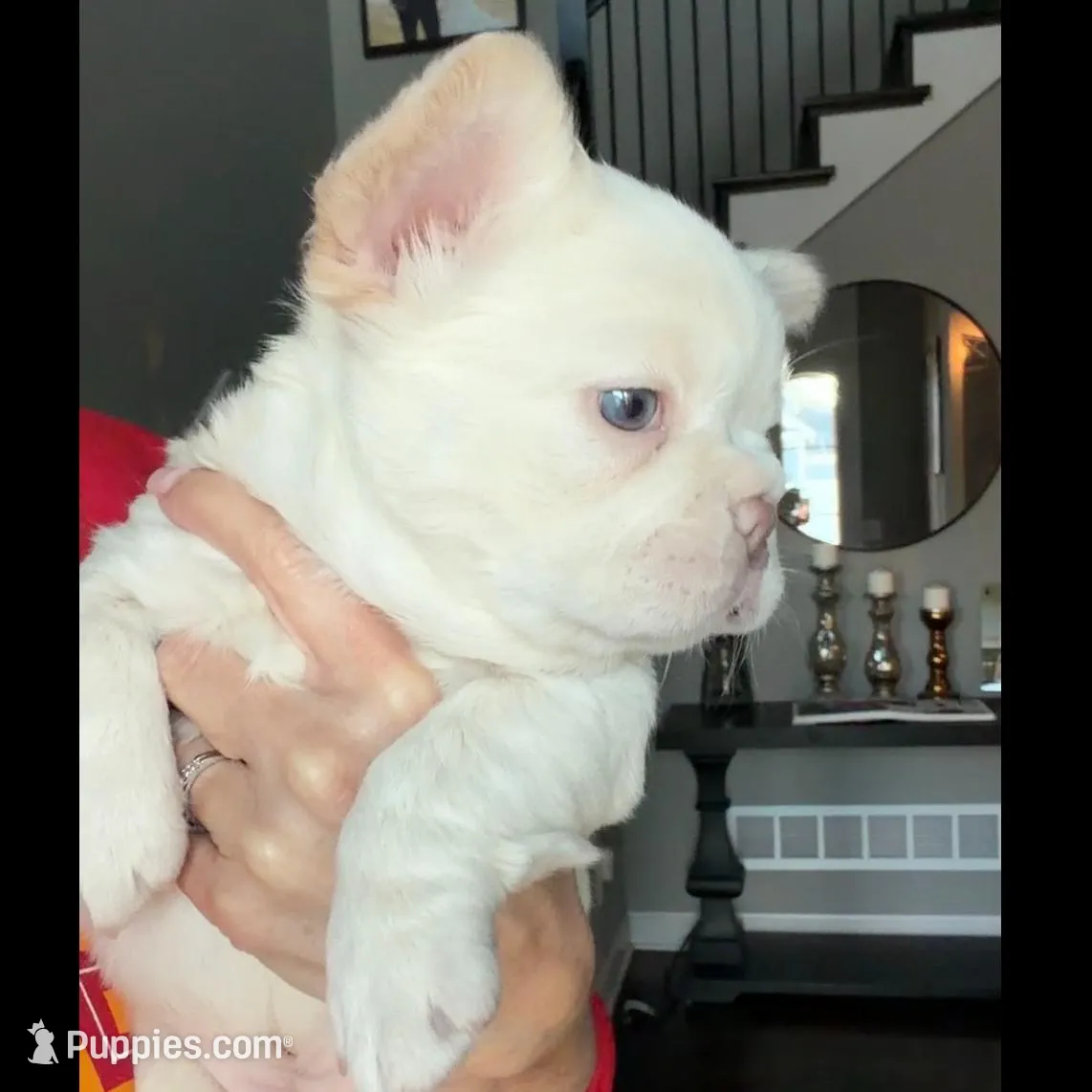 Everest, a male French Bulldog for sale in Kansas City, MO – Photo 8 of 10