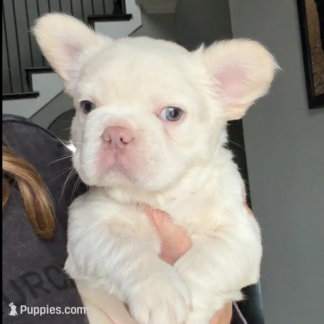 Everest, a male French Bulldog for sale in Kansas City, MO – Photo 3 of 10
