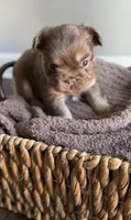 Cyder , a male French Bulldog for sale in Kansas City, MO – 3 of 10