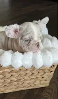 Tuxedo, a male French Bulldog for sale in Kansas City, MO – 2 of 8