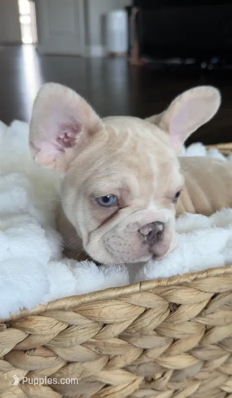 Maxten – French Bulldog puppy for sale in Kansas City, MO