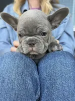 Milo , a male French Bulldog for sale in Kansas City, MO – 9 of 9