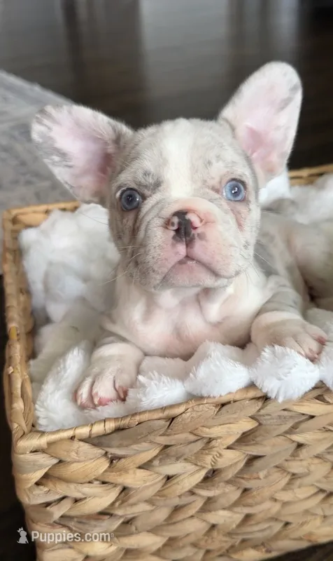 Tuxedo – French Bulldog puppy for sale in Kansas City, MO