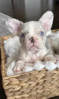 Tuxedo, a male French Bulldog for sale in Kansas City, MO – 1 of 8