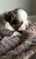 Kahlua , a male French Bulldog for sale in Kansas City, MO – 9 of 10