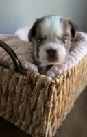 Ember , a female French Bulldog for sale in Kansas City, MO – 9 of 10