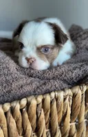 Rowan, a male French Bulldog for sale in Kansas City, MO – 4 of 8