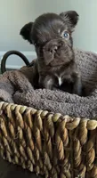 Rhett , a male French Bulldog for sale in Kansas City, MO – 8 of 8