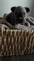Rhett , a male French Bulldog for sale in Kansas City, MO – 2 of 8