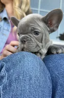 Milo , a male French Bulldog for sale in Kansas City, MO – 8 of 9
