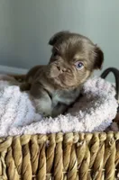 Kyenna, a female French Bulldog for sale in Kansas City, MO – 2 of 6