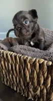Rhett , a male French Bulldog for sale in Kansas City, MO – 4 of 8