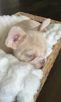 Maxten, a male French Bulldog for sale in Kansas City, MO – 3 of 5