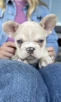 Maxten, a male French Bulldog for sale in Kansas City, MO – 4 of 5