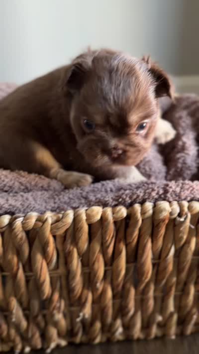Cyder , a male French Bulldog for sale in Kansas City, MO – 10 of 10