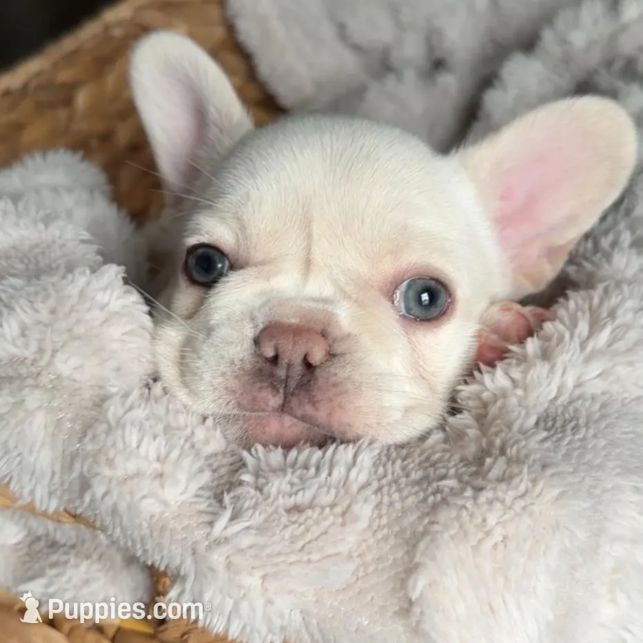 Polar , a male French Bulldog for sale in Kansas City, MO – Photo 3 of 10