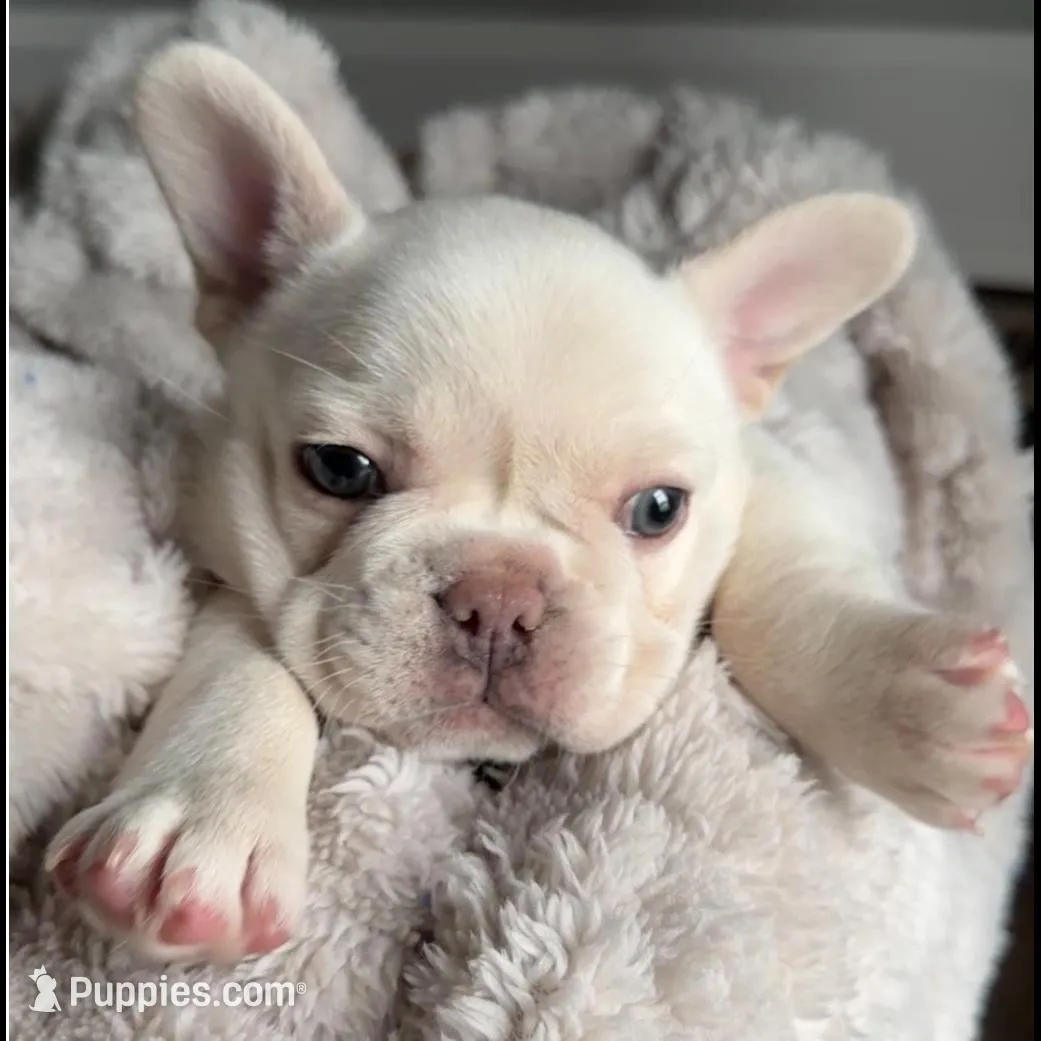 Polar , a male French Bulldog for sale in Kansas City, MO – Photo 4 of 10