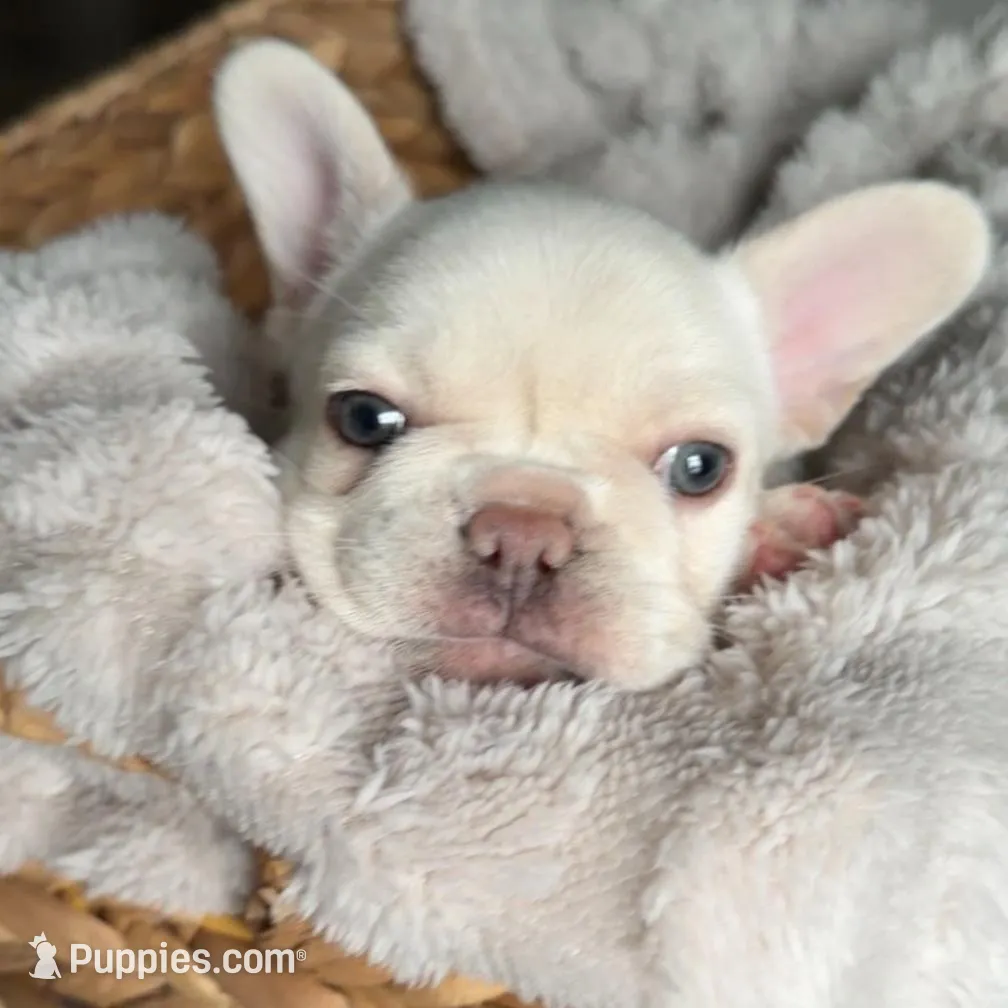 Polar , a male French Bulldog for sale in Kansas City, MO – Photo 2 of 10
