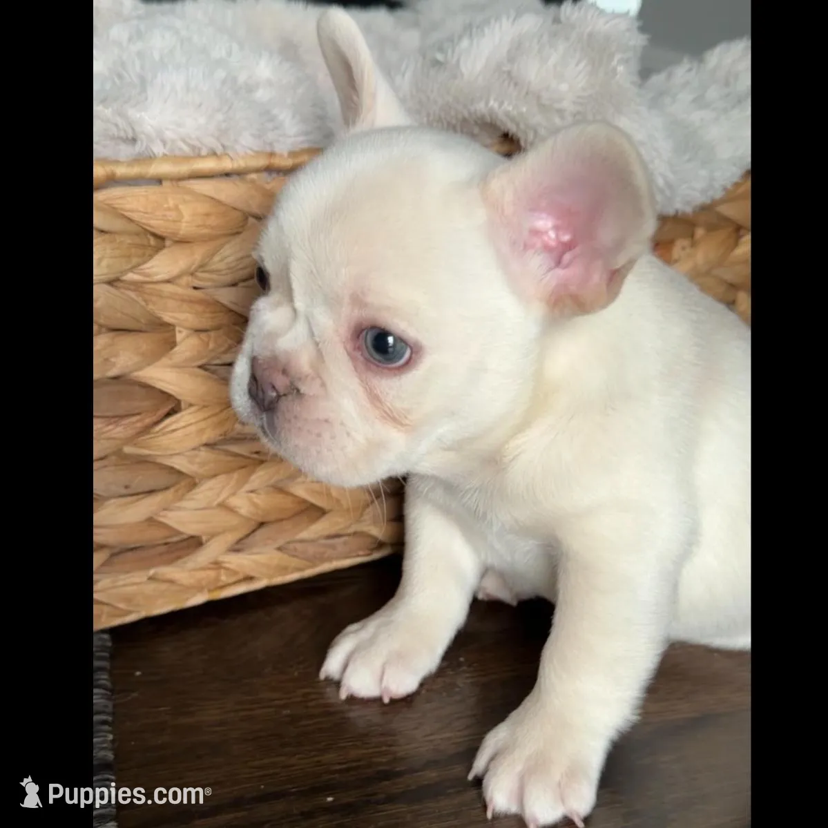 Polar , a male French Bulldog for sale in Kansas City, MO – Photo 6 of 10
