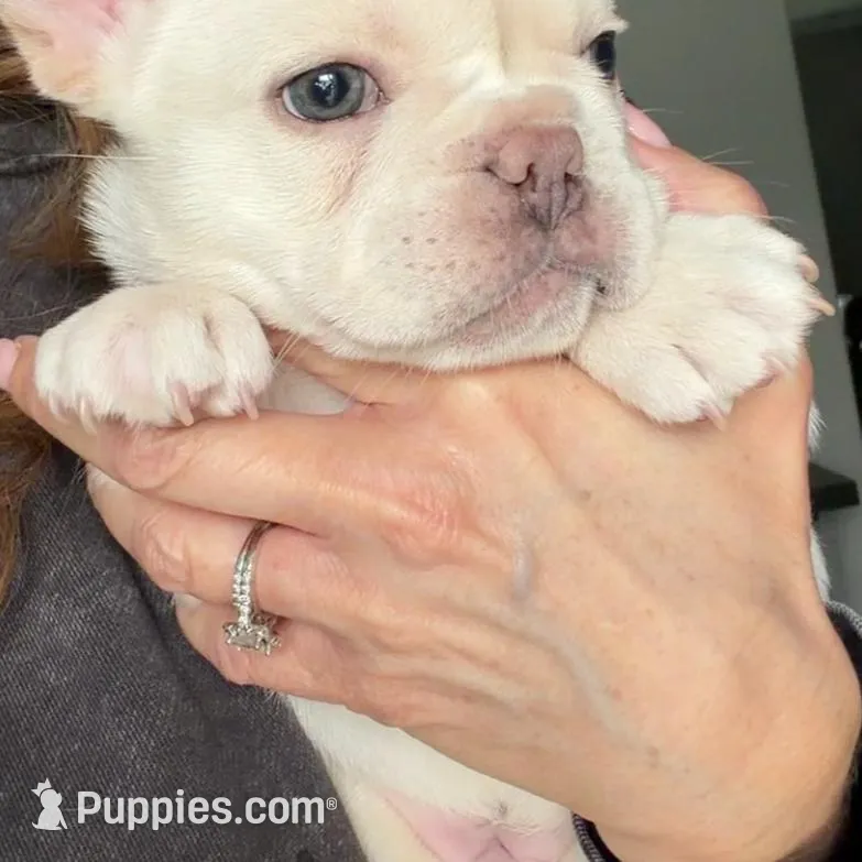 Polar , a male French Bulldog for sale in Kansas City, MO – Photo 10 of 10