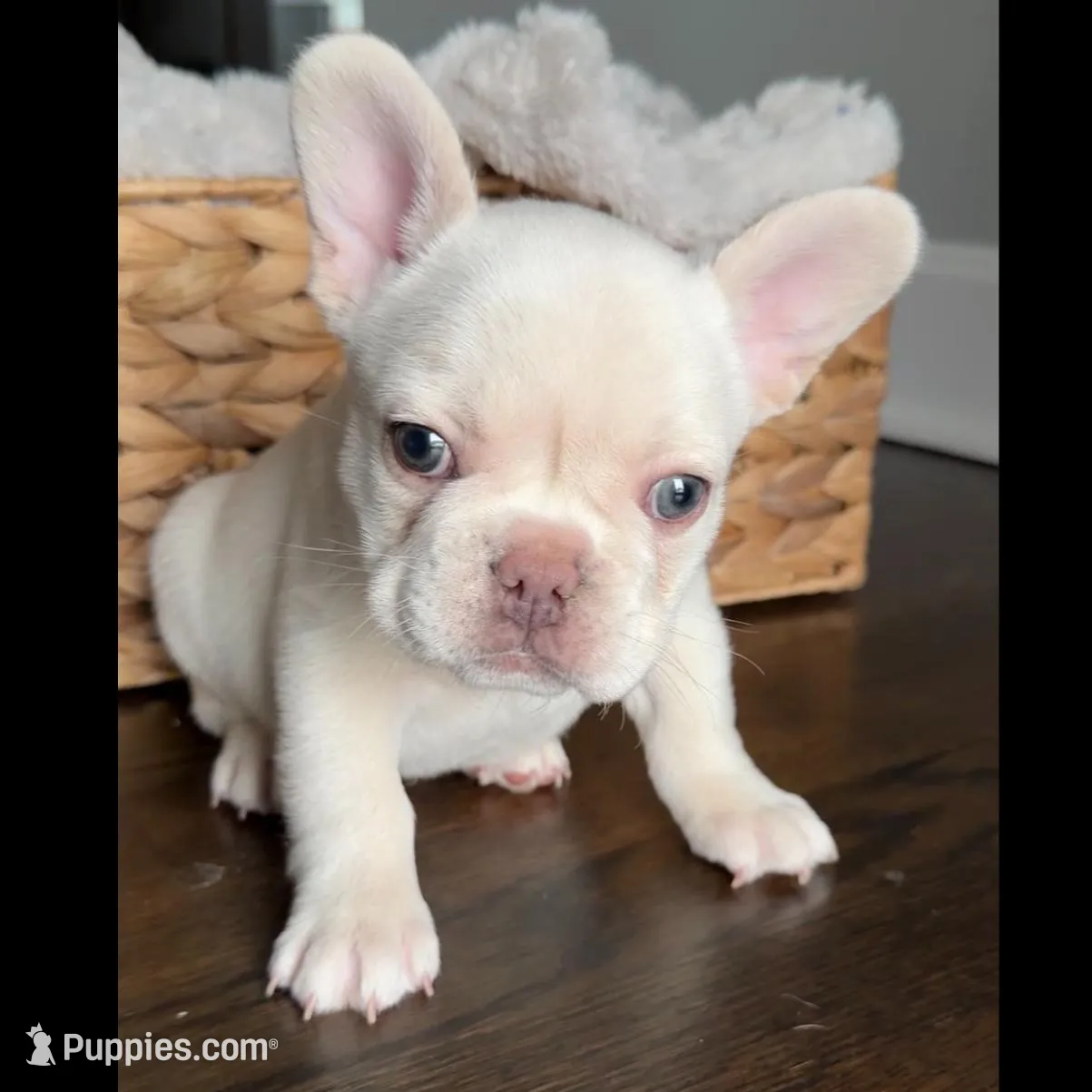 Polar , a male French Bulldog for sale in Kansas City, MO – Photo 5 of 10