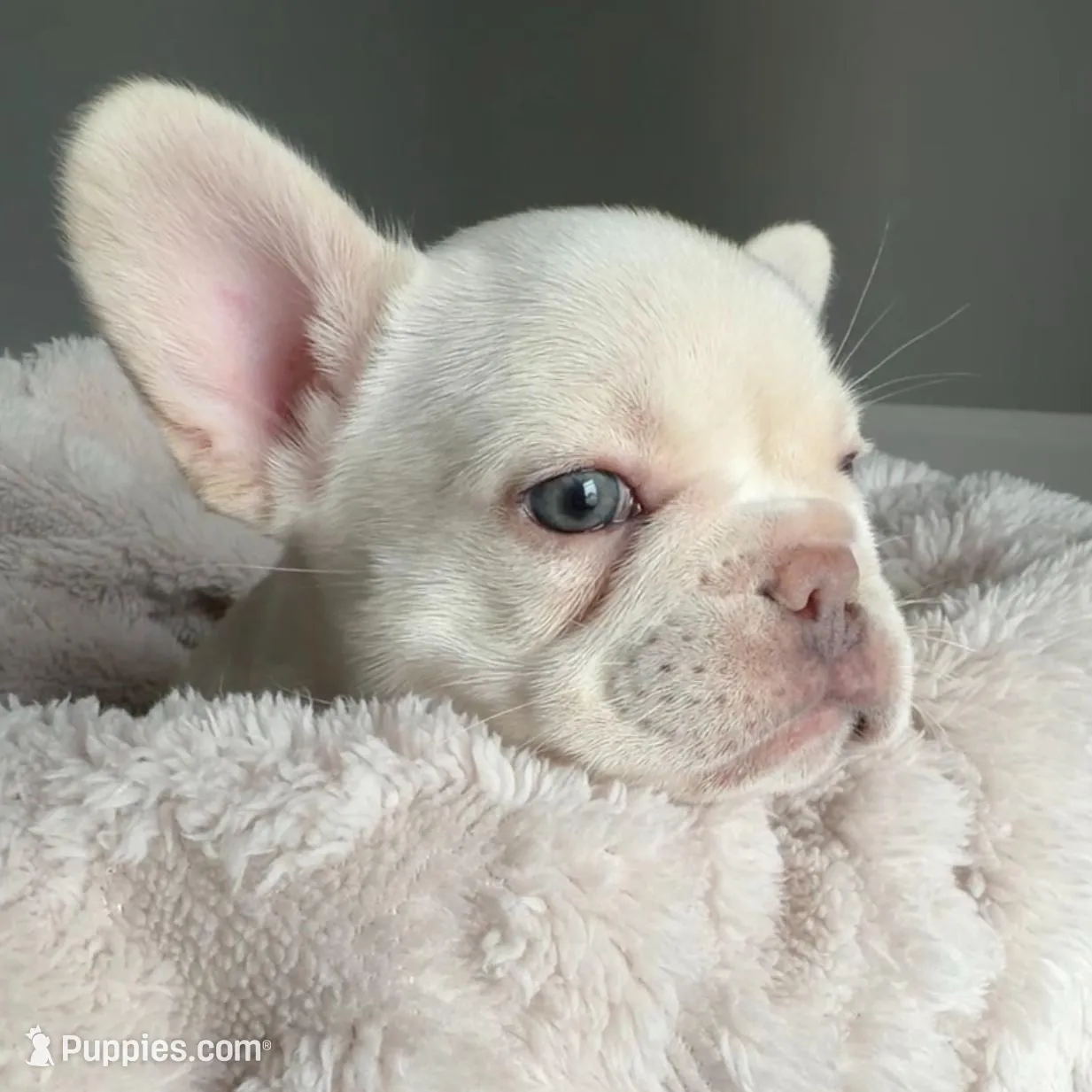 Polar  – French Bulldog puppy for sale in Kansas City, MO
