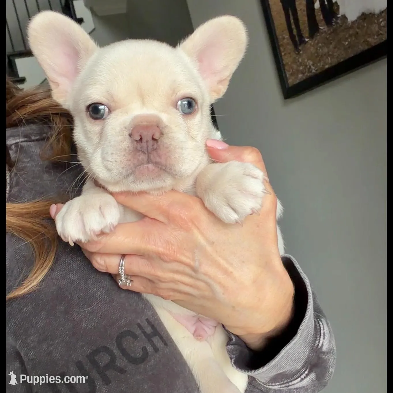 Polar , a male French Bulldog for sale in Kansas City, MO – Photo 7 of 10