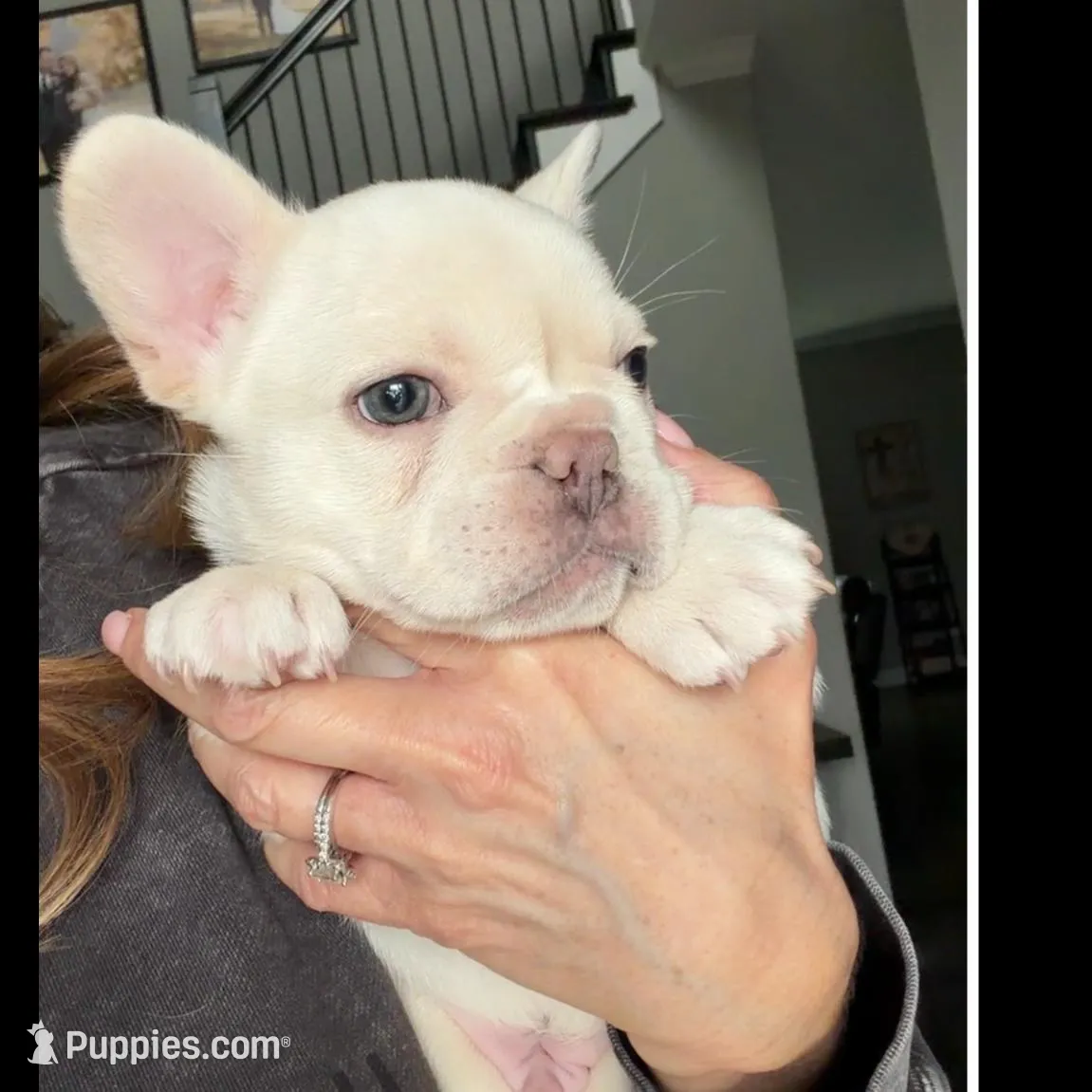 Polar , a male French Bulldog for sale in Kansas City, MO – Photo 9 of 10