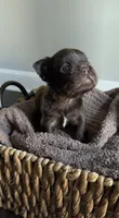 Rhett , a male French Bulldog for sale in Kansas City, MO – 5 of 8