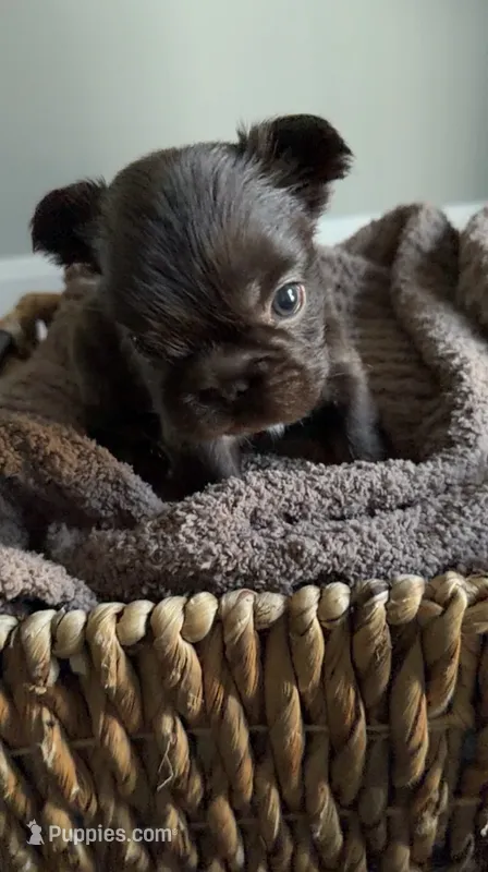 Rhett  – French Bulldog puppy for sale in Kansas City, MO