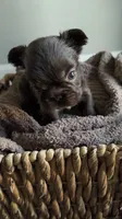Rhett , a male French Bulldog for sale in Kansas City, MO – 1 of 8
