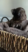 Rhett , a male French Bulldog for sale in Kansas City, MO – 7 of 8