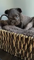 Rhett , a male French Bulldog for sale in Kansas City, MO – 6 of 8