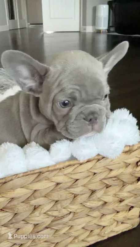 Milo  – French Bulldog puppy for sale in Kansas City, MO