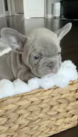 Milo , a male French Bulldog for sale in Kansas City, MO – 1 of 9