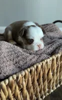 Rowan, a male French Bulldog for sale in Kansas City, MO – 6 of 8