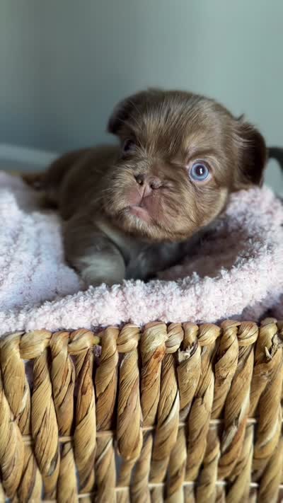 Kyenna, a female French Bulldog for sale in Kansas City, MO – 6 of 6