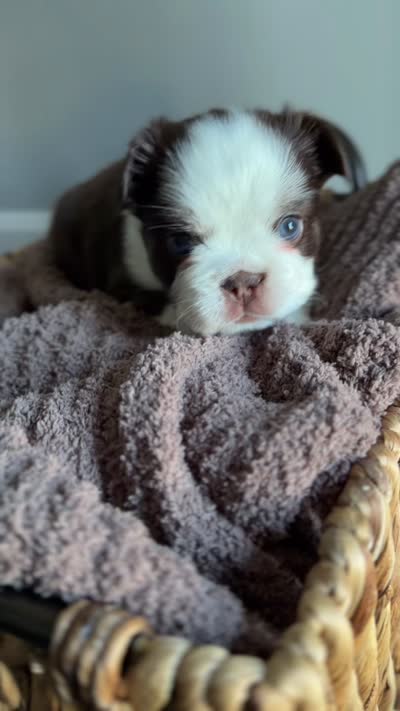Kahlua , a male French Bulldog for sale in Kansas City, MO – 10 of 10