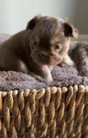 Cyder , a male French Bulldog for sale in Kansas City, MO – 4 of 10