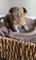 Cyder , a male French Bulldog for sale in Kansas City, MO – 7 of 10