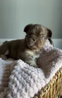 Kyenna, a female French Bulldog for sale in Kansas City, MO – 3 of 6