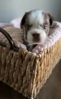 Ember , a female French Bulldog for sale in Kansas City, MO – 7 of 10