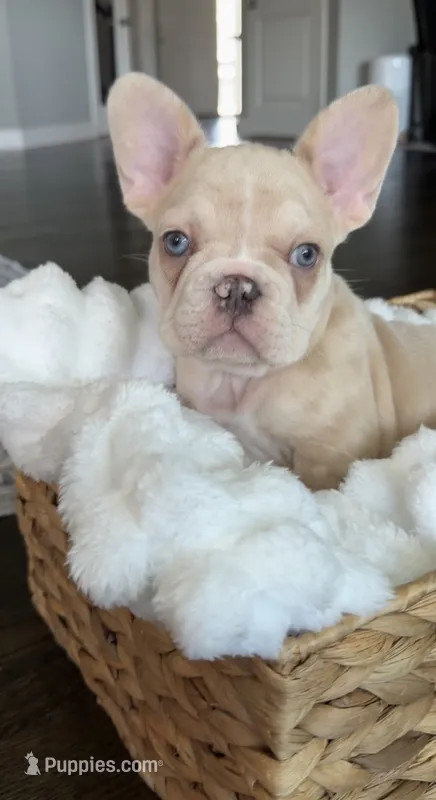 Maxten – French Bulldog puppy for sale in Kansas City, MO