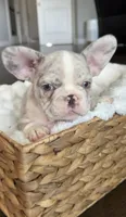 Tuxedo, a male French Bulldog for sale in Kansas City, MO – 6 of 8