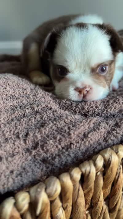 Rowan, a male French Bulldog for sale in Kansas City, MO – 8 of 8
