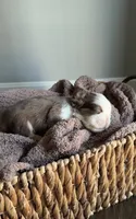 Brûlée, a male French Bulldog for sale in Kansas City, MO – 6 of 10