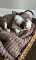 Rowan, a male French Bulldog for sale in Kansas City, MO – 3 of 8