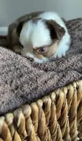 Rowan, a male French Bulldog for sale in Kansas City, MO – 5 of 8